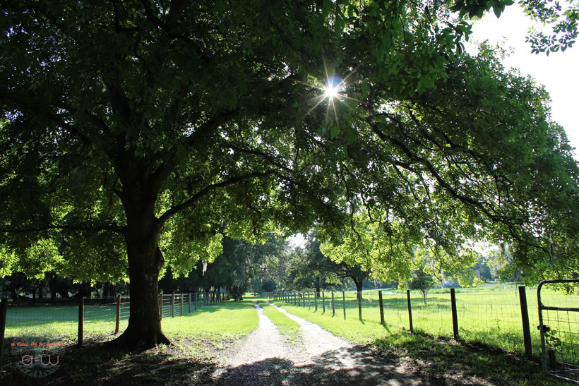 Entrance to the Anderson Homestead and Abundant Wellness