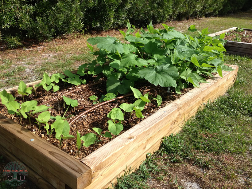 Fresh Organic Vegetables - A great part of your diet!