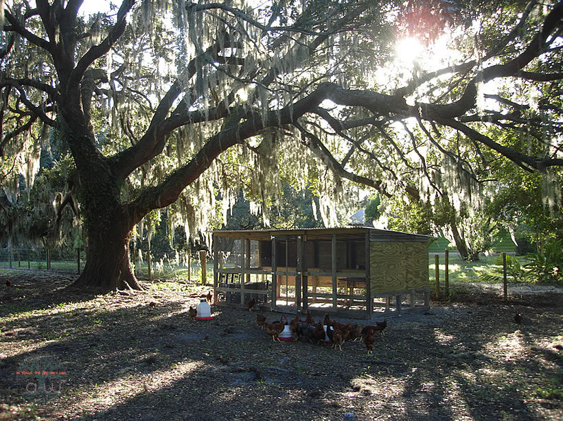 Big Chicken Coop