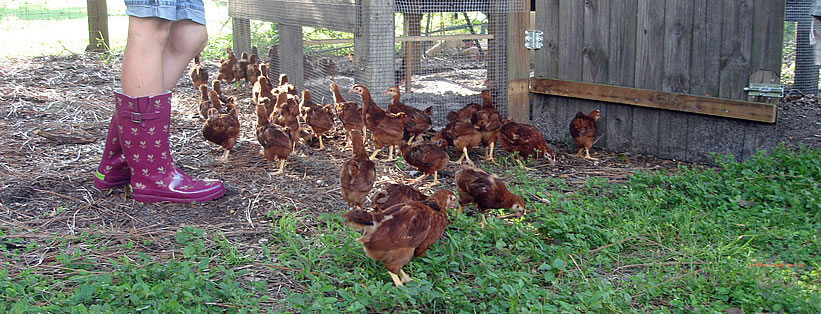 Free Range Chickens