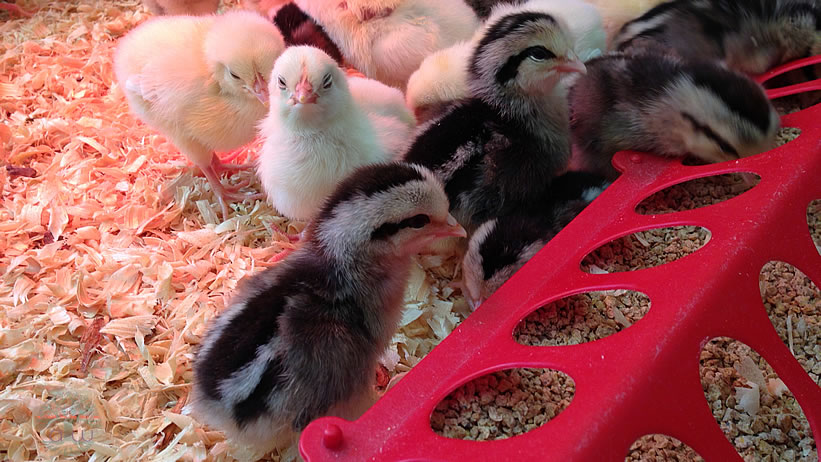 Leghorn Chicks