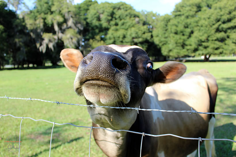 Beau Mini Jersey Bull