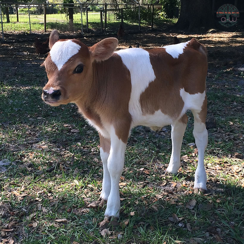 Bleu Belle Mini Jersey Heifer