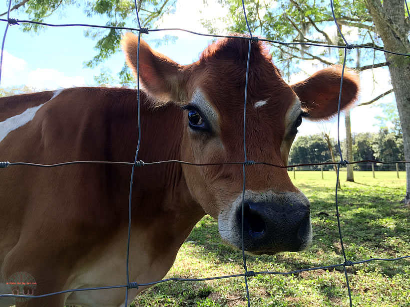 Buttercup Mini Jersey Cow