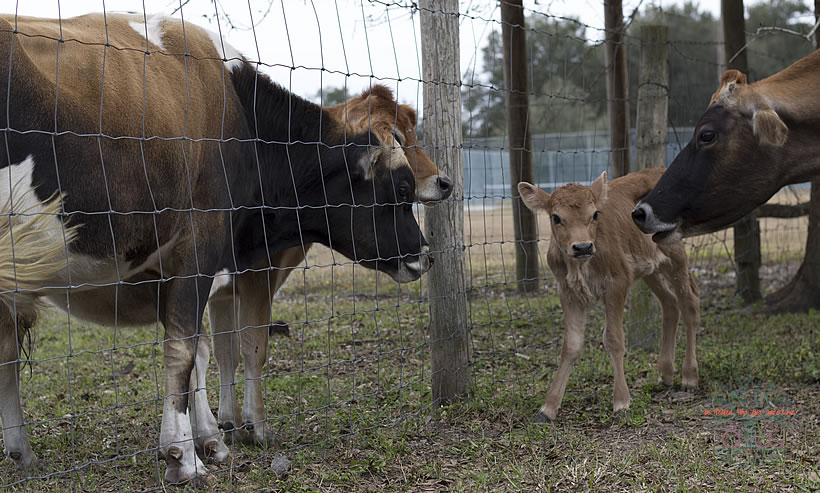 Jersey Dairy Cattle