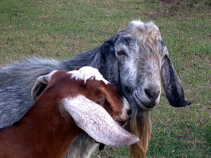 Surfer and Missy - Nubian Goats