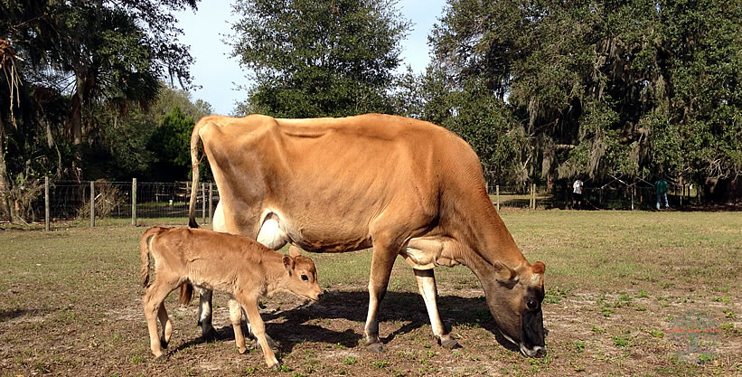 Jersey Cow - Lucy