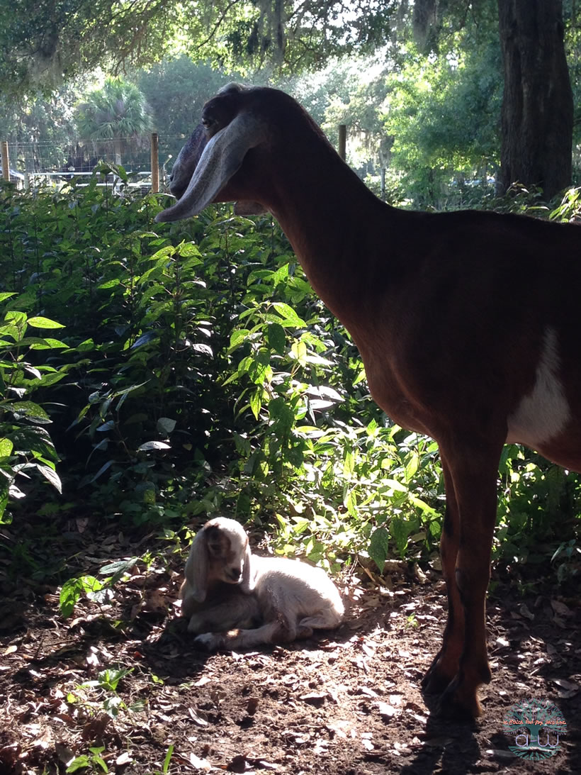 Missy and baby Nubian Goats