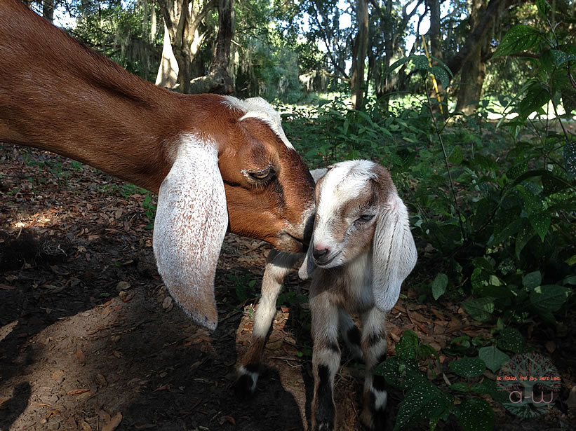 Missy and baby Nubian